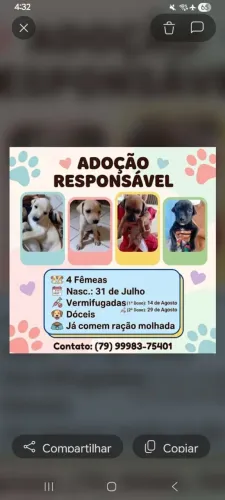 Adoção Responsável 
