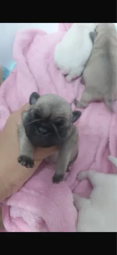 Filhote de Pug