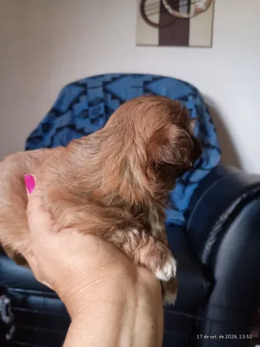 Vende-se 2 filhotes de cachorro shih tuz.