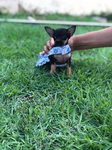 Pinscher Fêmea número 1