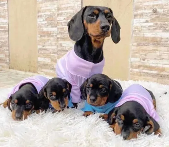 Dachshund Teckel Basset salsichinha Fêmea