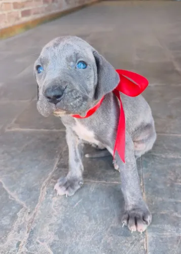 Filhote de fila brasileiro