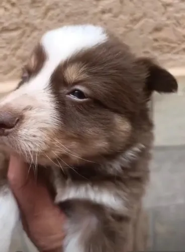 Border collie disponivel