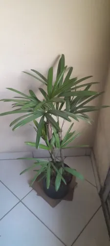 Muda de rafhis