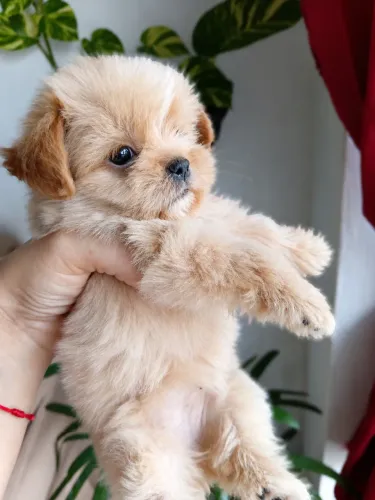 Shih-tzu fêmea