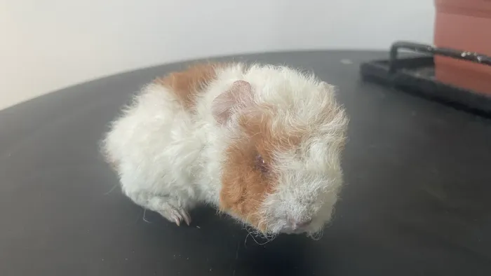porquinho da índia de pelo longo