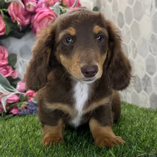 Dachshund/ Corpo comprido, coração gigante. Leve o seu 
