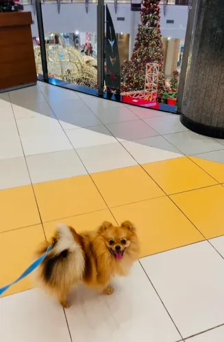 Spitz alemão macho