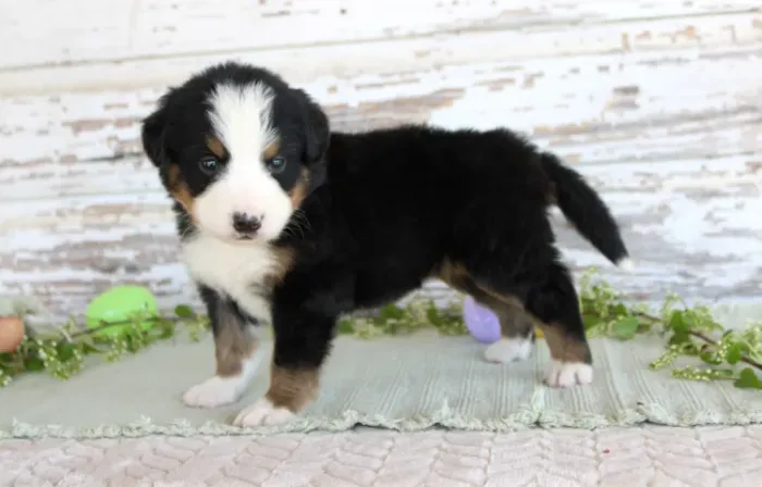 Bernese Mountain Dog,Bernese Mountain Dog Filhote Muito Amoroso e Dócil