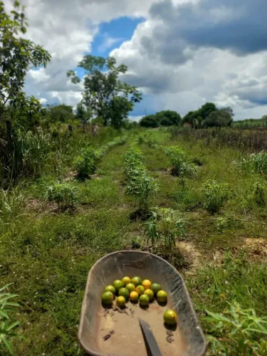 VENDE SE UMA CHACARA