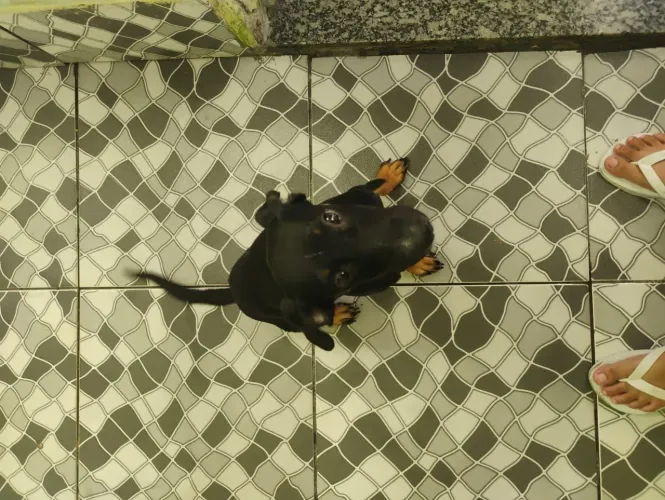 Doação de Cachorrinha