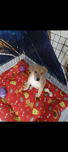 Doação de Cachorro 