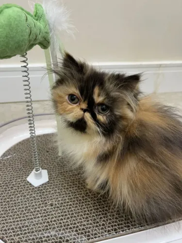 Gato persa filhotes pedigree