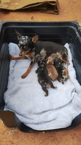 Pinscher exóticos e Raros.