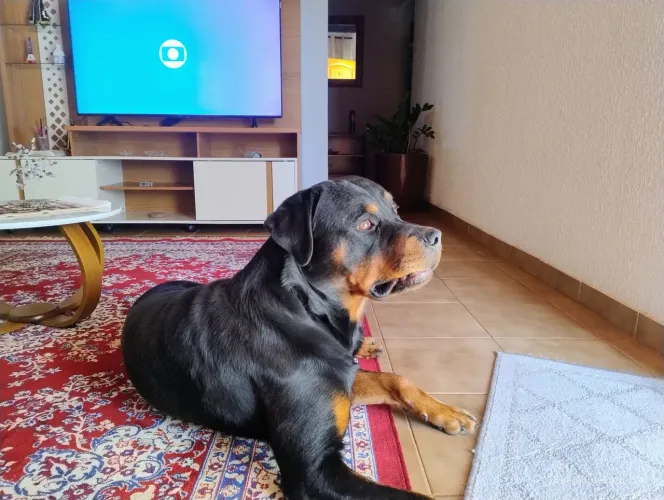 Vendo filhotes de rottweiler puro 