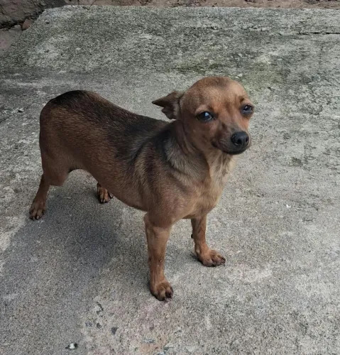 Vendo pinsher 1 femea (1.500 reias)