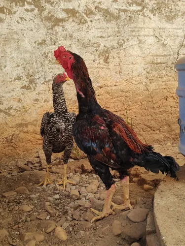 Índio Bico Curto