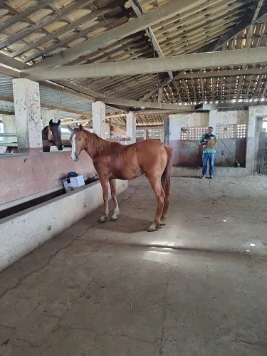 Potro puro por cruza QM