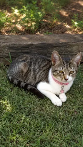 Gatinha Dócil - 5 meses - CASTRADA 