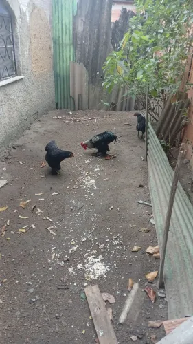 Vendo um galo e duas galinhas