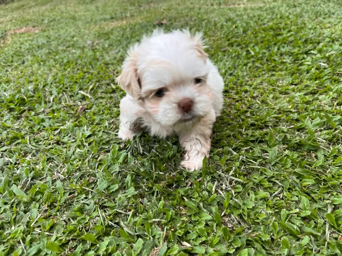 Shih tzu