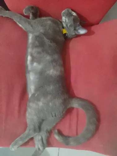 Doa-se gata castrada boazinha e vigilante( motivo: necessidade)