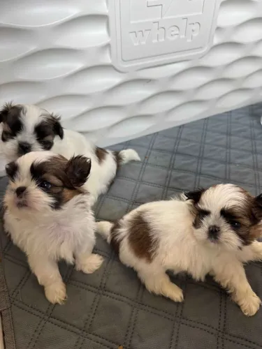 Shih Tzu Um parceiro para passeios, brincadeiras e muito carinho