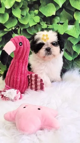 Shihtzu fêmea