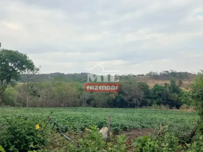 Chácara 4,1 Alqueires (19,8 hectares) Goianápolis - Go