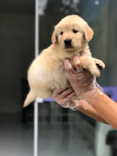 Golden Retriever Macho Inteligente e Brincalhão | Contrato Garantido
