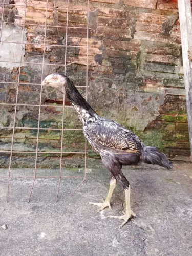 Franguinha carioca com shamo