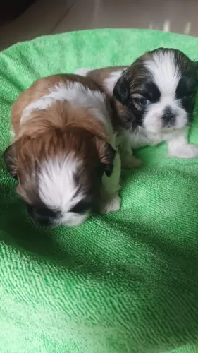 Filhotes de Shih Tzu puro