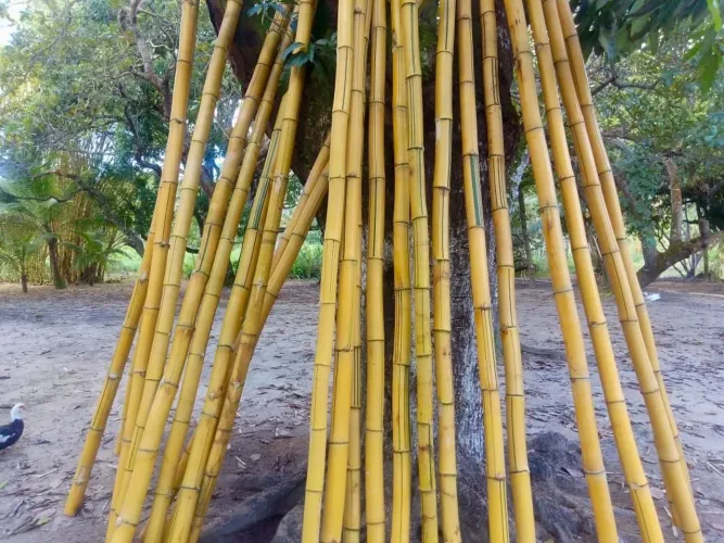 Bambu para Construção em promoção 