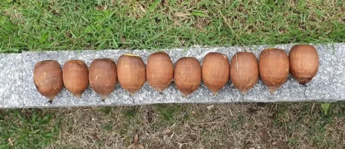 Dez Cocos da Palmeira Babaçu