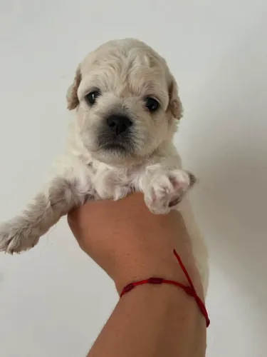 Poodle toy