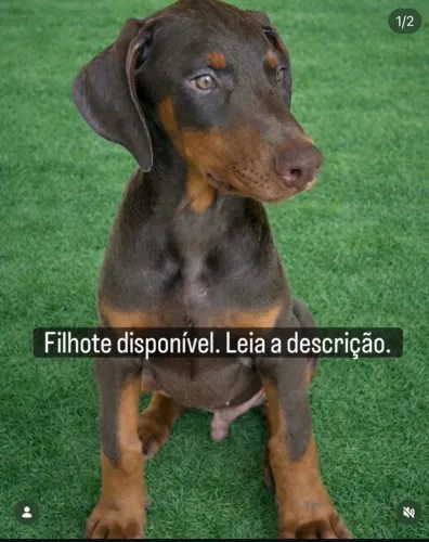 Exemplar de Doberman