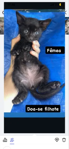 Adoção de gatinhos pretos