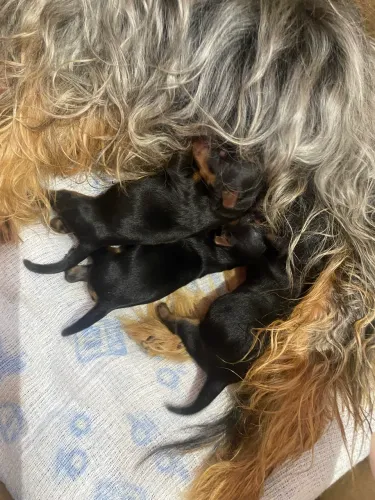 Yorkshire fêmeas disponível para reservas 