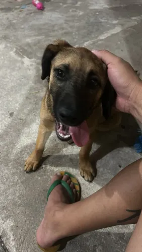 Cachorro filhote