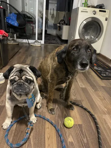 Cão para adoção