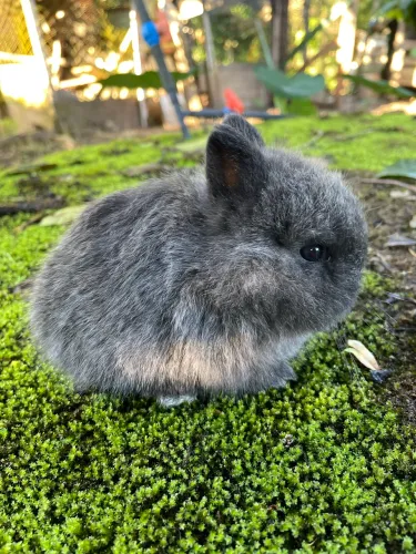Netherland darfw 
