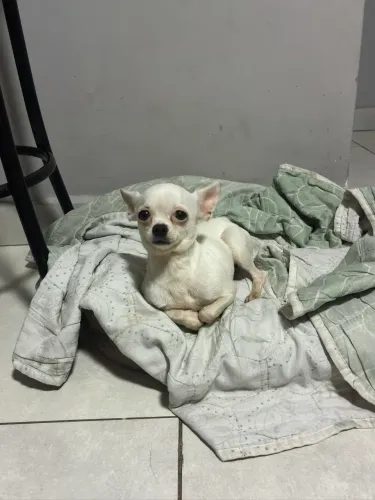 Vendo Chiuahua fêmea