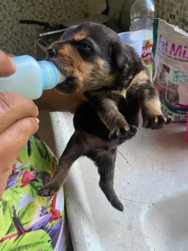 Rottweiler mestiço com vira lata