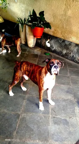 Boxer para cruzar!!!