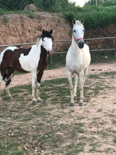 Cavalo Manga Larga Mineiro 