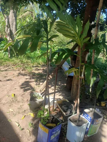 Mudas de frente pão e louro