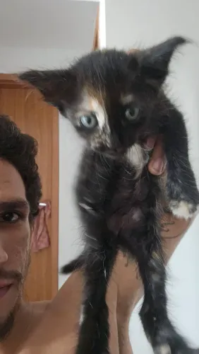 Doação de Gatas fêmeas, uma filhote, outra com três meses