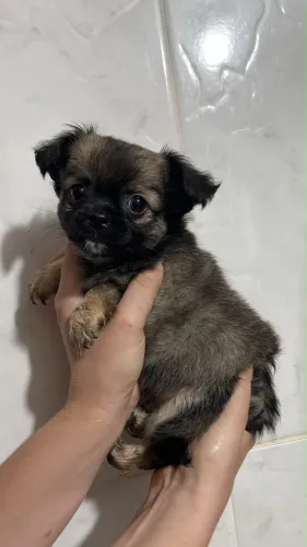 Chihuahua macho