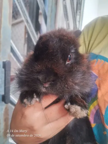 Adoção coelho peludinho