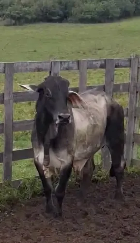 Animais para agropecuária